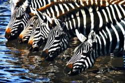 Kissenstoff Safari - Zebras - Digitaldruck