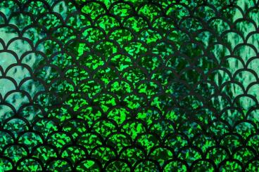 Hologramm Folienstoff Schuppe - Grün/Schwarz 